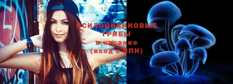 Псилоцибиновые грибы Psilocybe  купить закладку  Карасук 